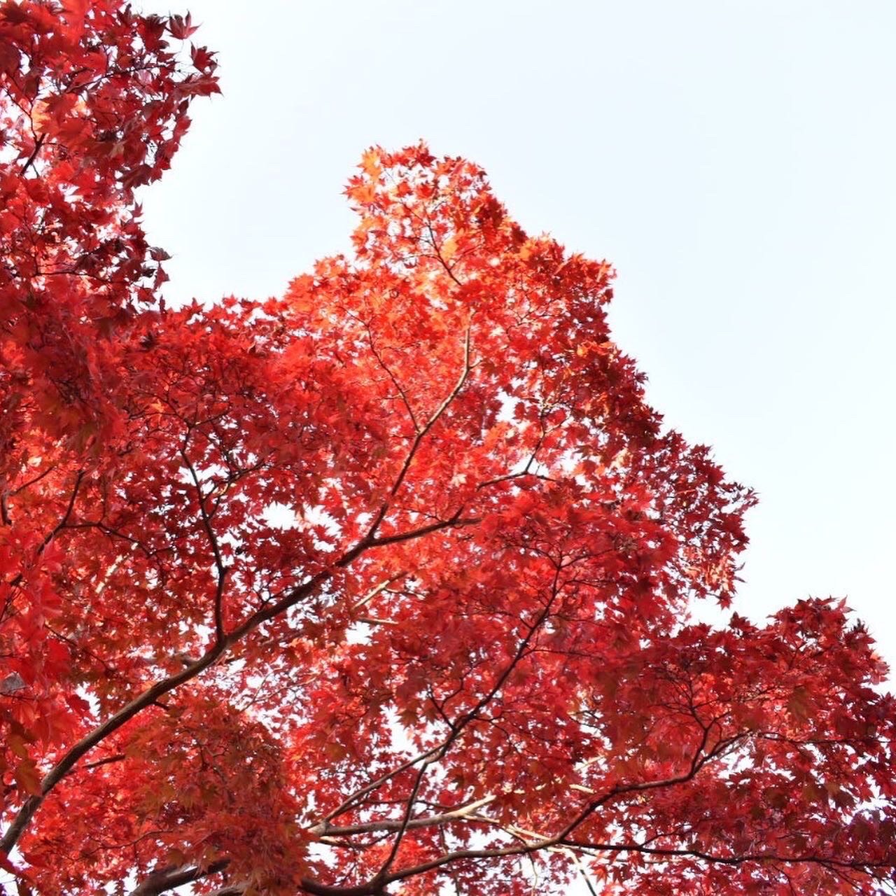 季節は秋 そうだ紅葉を見よう あみはりきゅう整骨院グループ